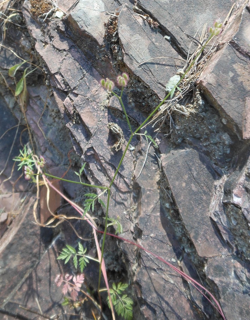 Torilis africana  (=Torilis arvensis subsp. purpurea) / Lappolina purpurea